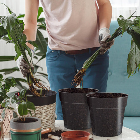 Baderke clear nursery pot packaging image presents a gift-ready set.