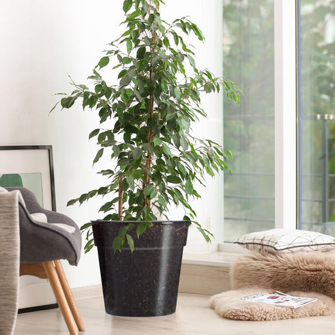 Baderke clear orchid pot interior visibility supports root health checks.