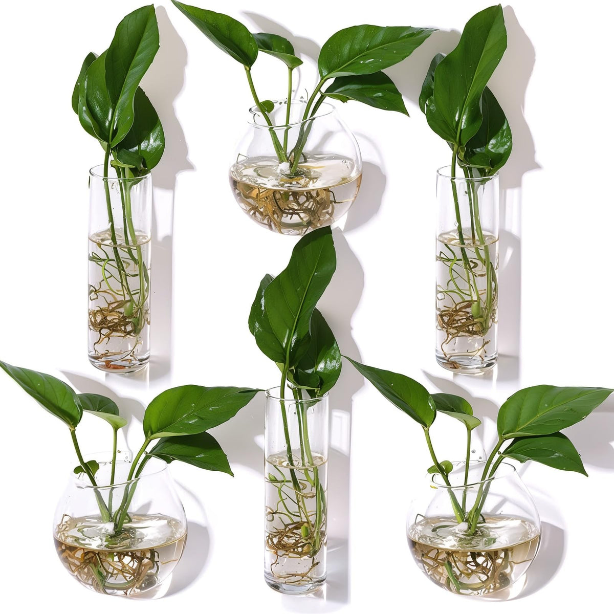 Baderke cylindrical glass hanging planter with clear view of roots for hydroponics