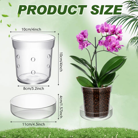 Baderke glass planter for orchids highlights visible roots and clean drainage.