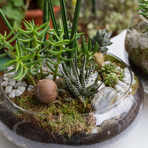 Baderke minimalist window-sill planter adds elegance to any room.
