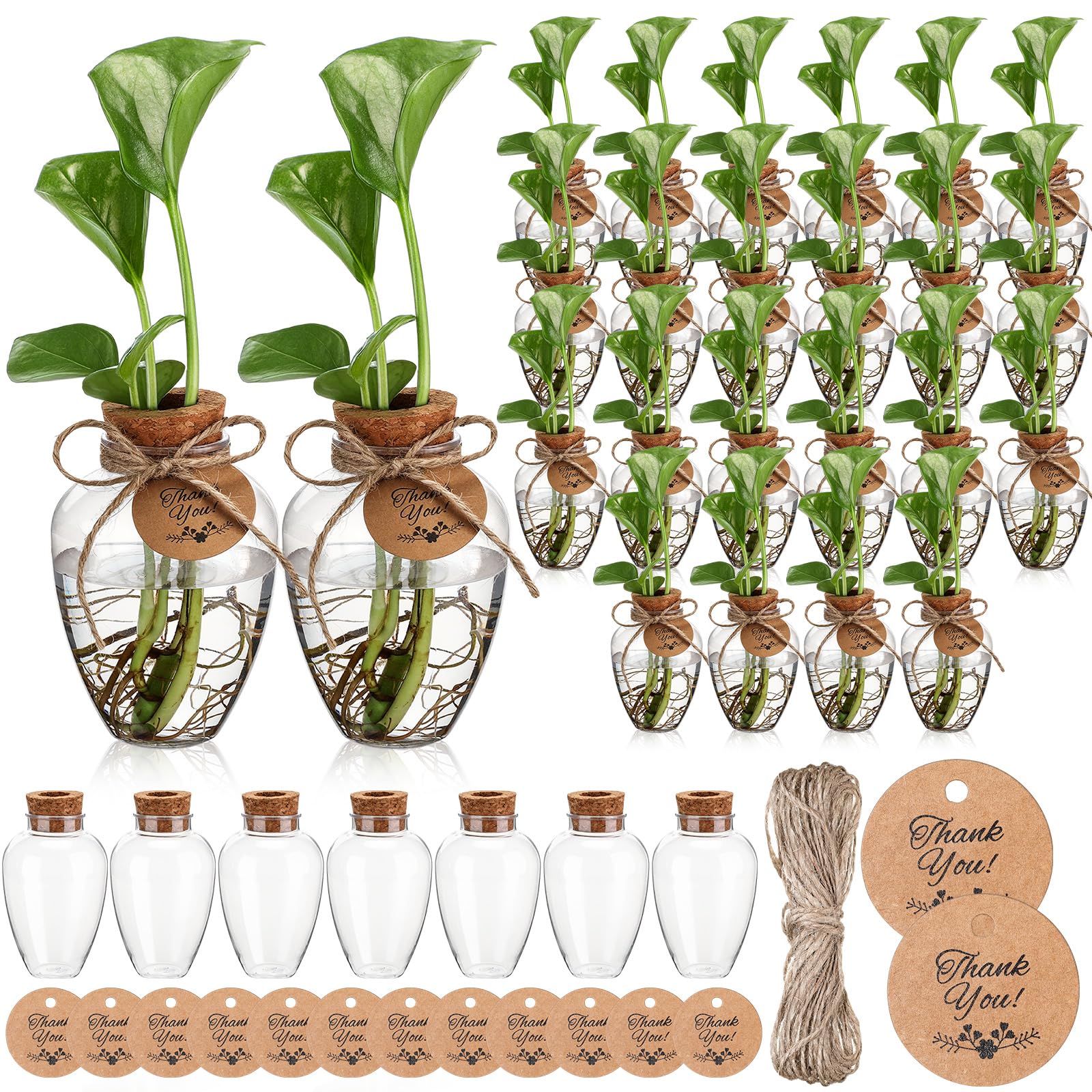 Baderke plant propagation station with clear 10oz jar, easy plant monitoring and display