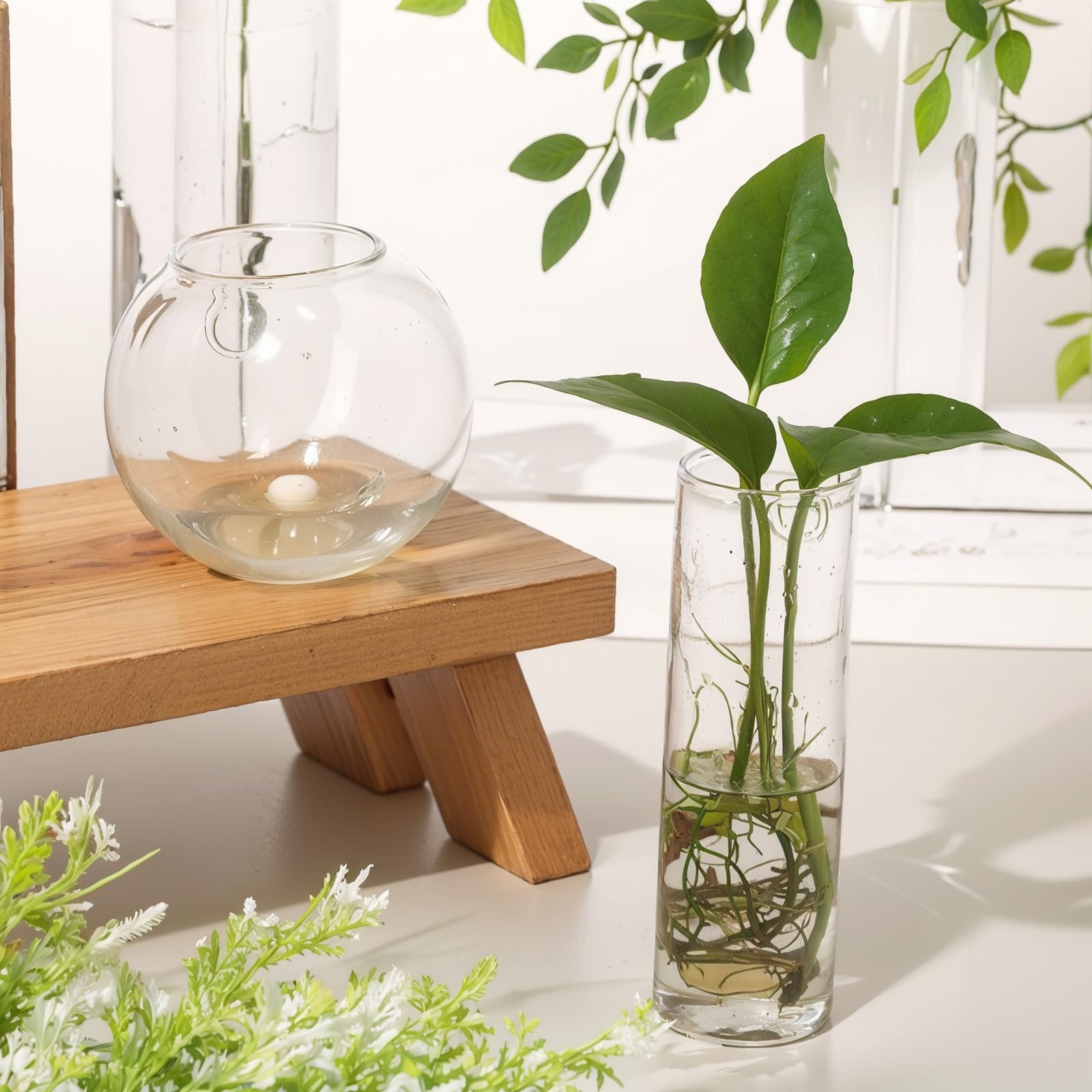 Baderke round glass wall vase close-up with visible root growth