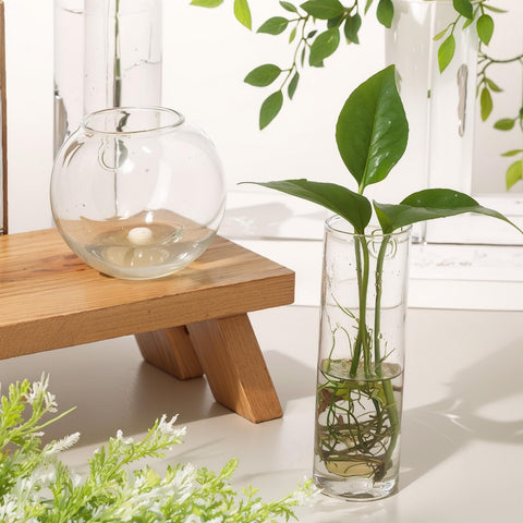 Baderke round glass wall vase close-up with visible root growth