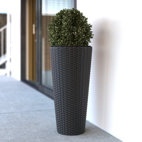 Two-pack setup shown for balanced poolside or entryway greenery