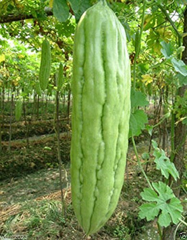 Balsam pear harvest-ready fruits suitable for soups and stuffed recipes.