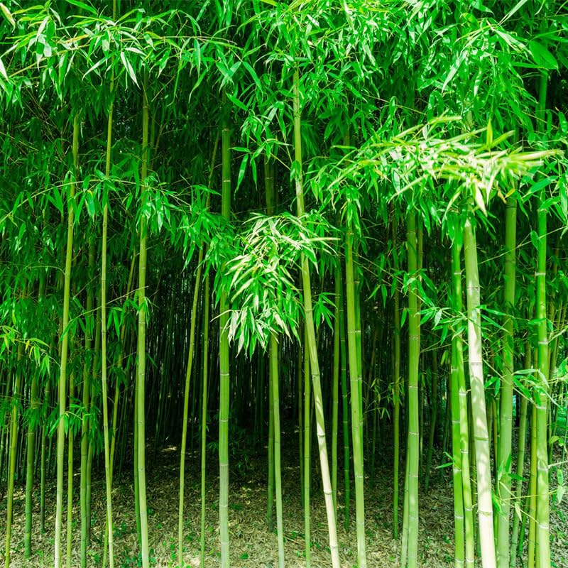 Bamboo seeds exotic varieties for privacy screens and decorative backdrops.