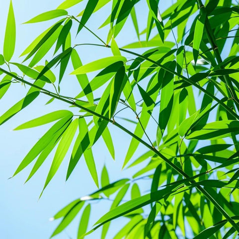 Bamboo Seeds indoor-outdoor: versatile for pots or ground planting in any space.