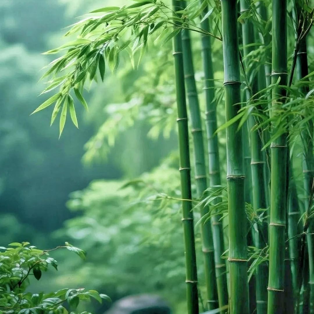 Bamboo Seeds lush-bamboo-forest: envisions a miniature grove for landscapes and sharing.