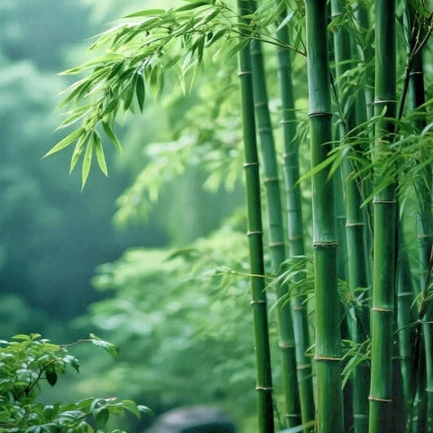 Bamboo Seeds lush-bamboo-forest: envisions a miniature grove for landscapes and sharing.