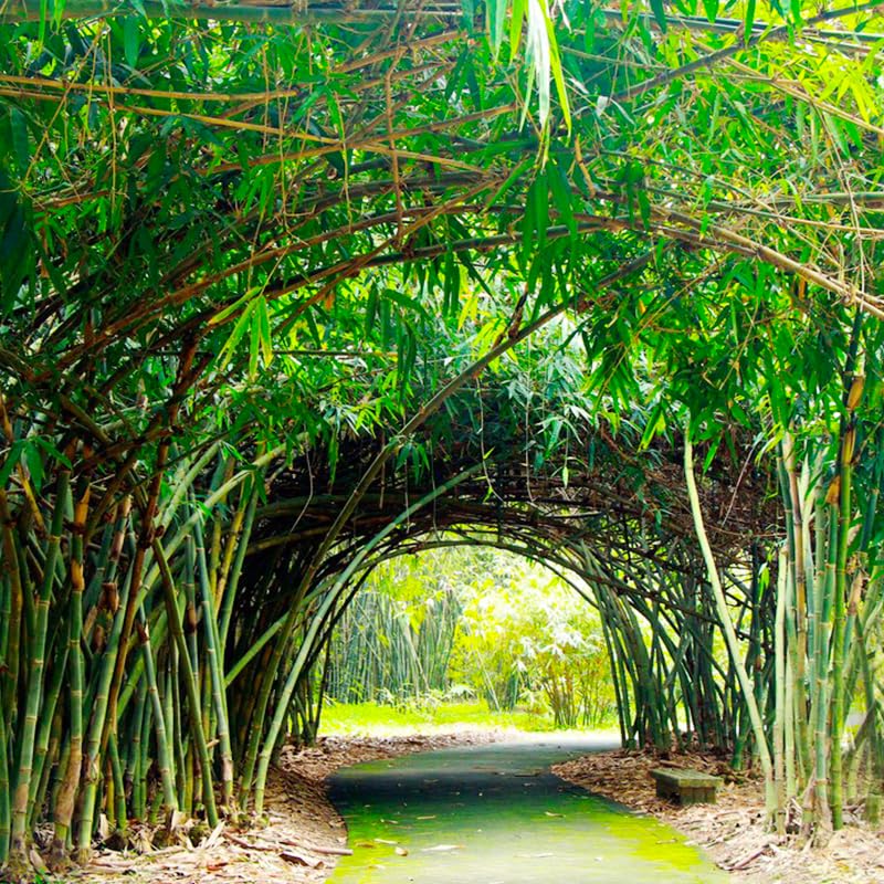 Bamboo seeds suited for sun to partial shade sites with well-drained soil.