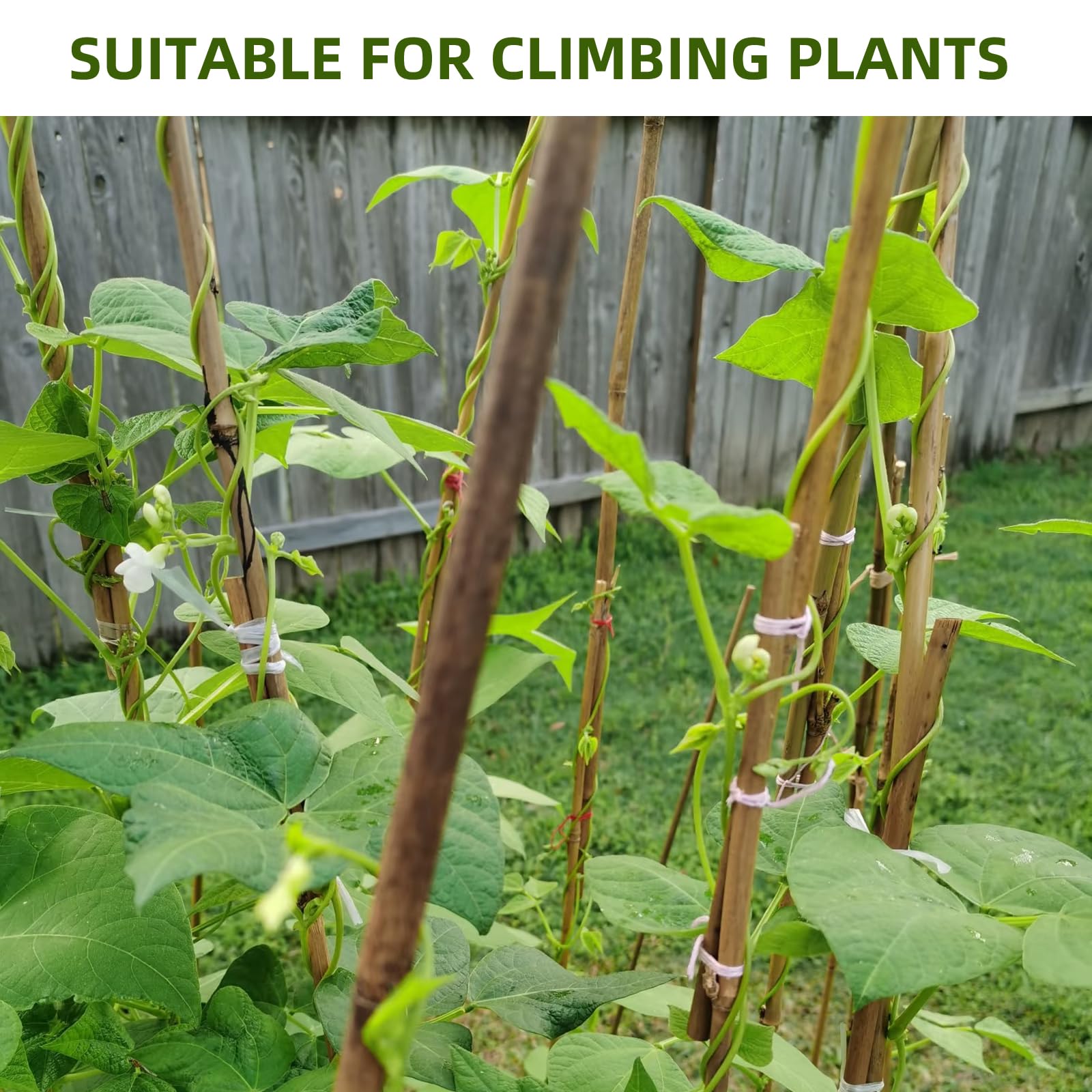 Bamboo Stakes 4ft 65pack bean support keeps vines upright.
