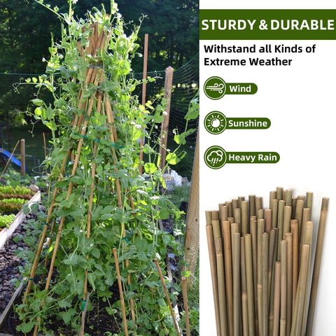Bamboo Stakes 4ft 65pack indoor outdoor use in any garden.