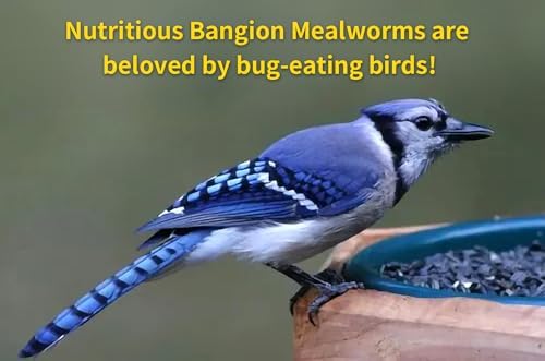BANGION dried mealworms bluebirds scene, loved backyard birds.