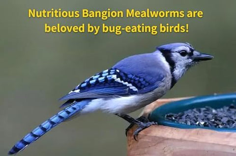 BANGION dried mealworms bluebirds scene, loved backyard birds.