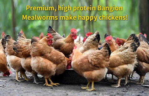 BANGION dried mealworms chickens feeding scene, natural treat for poultry.