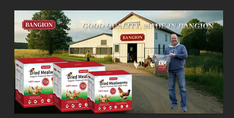 BANGION dried mealworms closeup texture, high protein snack for birds.