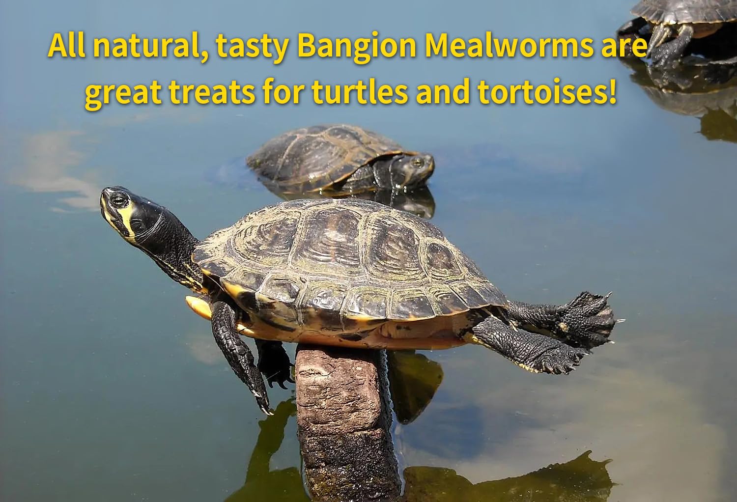 BANGION dried mealworms reptile diet scene, suitable for lizards and turtles.