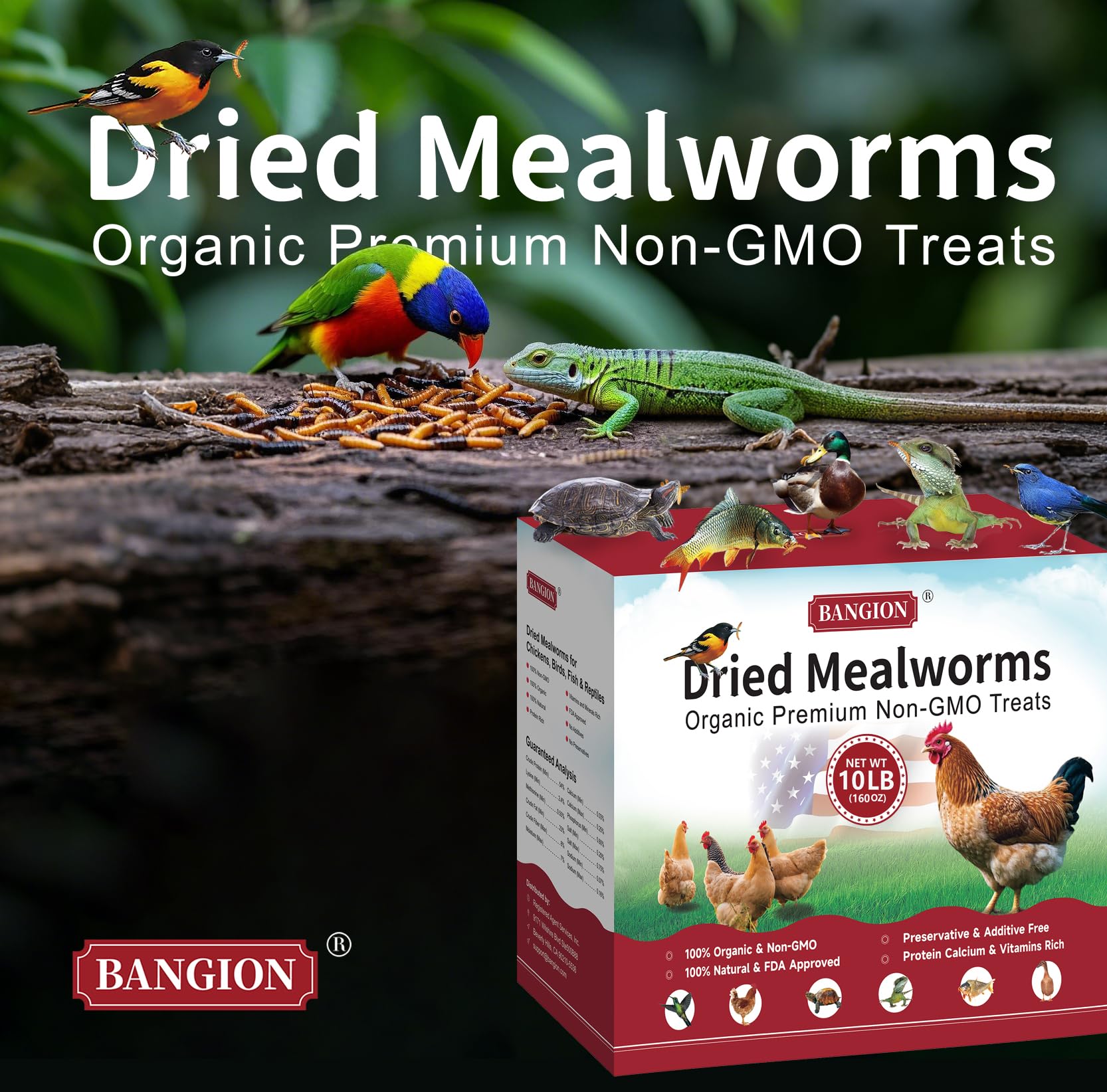 BANGION dried mealworms wild birds feeding, attracts bluebirds and songbirds.