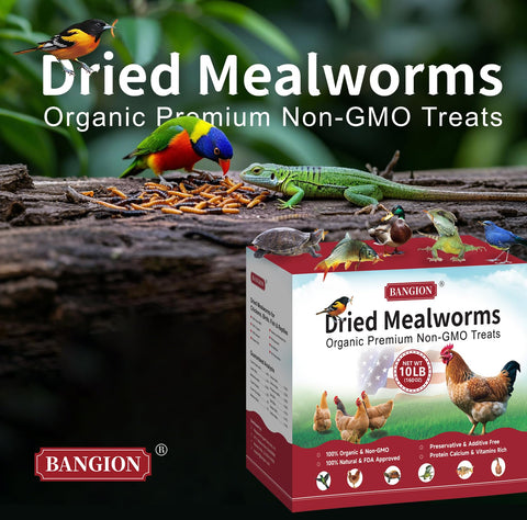 BANGION dried mealworms wild birds feeding, attracts bluebirds and songbirds.