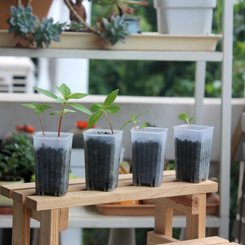 BangQiao 180-pack compact seed-start pots ideal for herbs and mini succulents