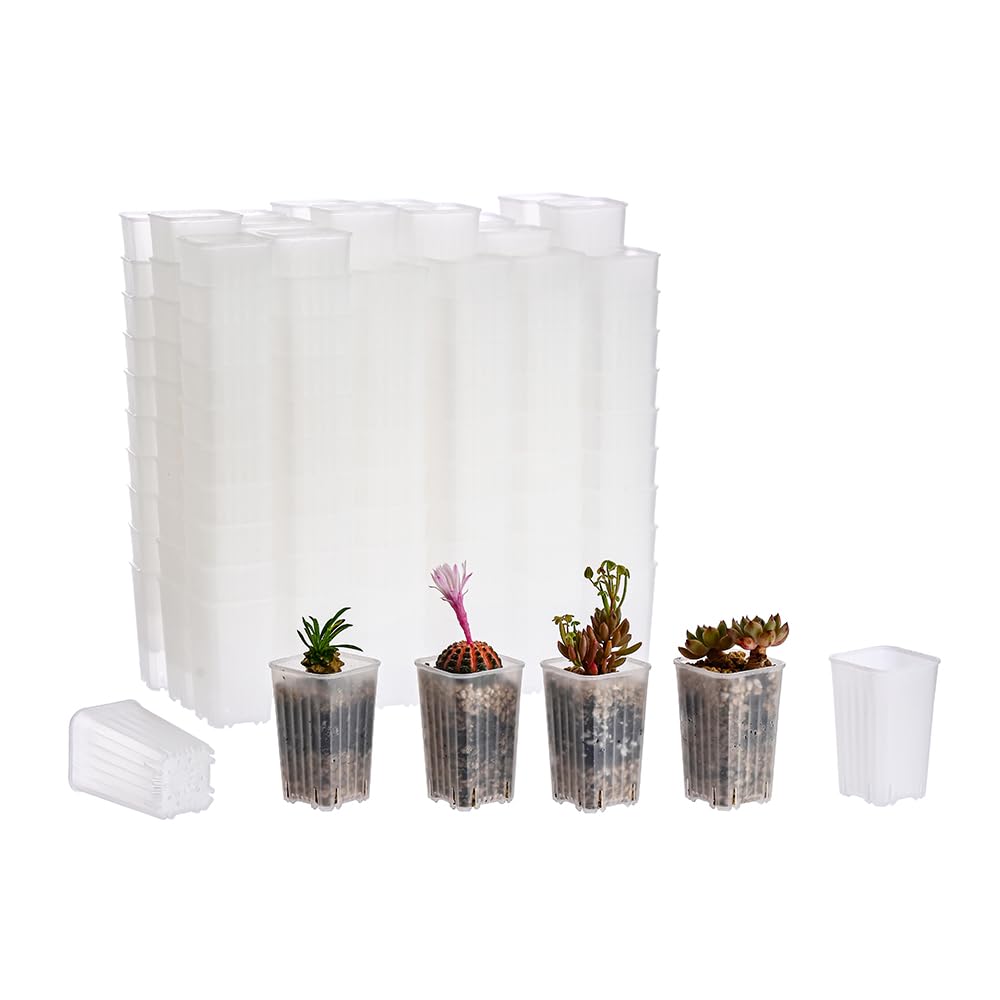 BangQiao 180-pack top view clear square nursery pot for easy seed starting and root inspection