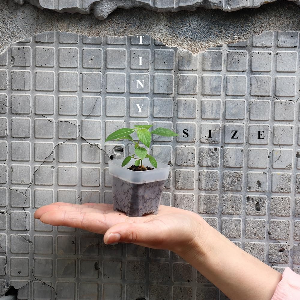 BangQiao pot with drain holes bottom view ensuring moisture control.