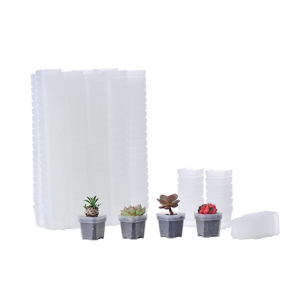 BangQiao 200-pack clear square pot top view for seedling setup.