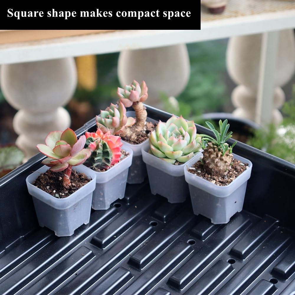 BangQiao compact propagation pot supports efficient germination for herbs.