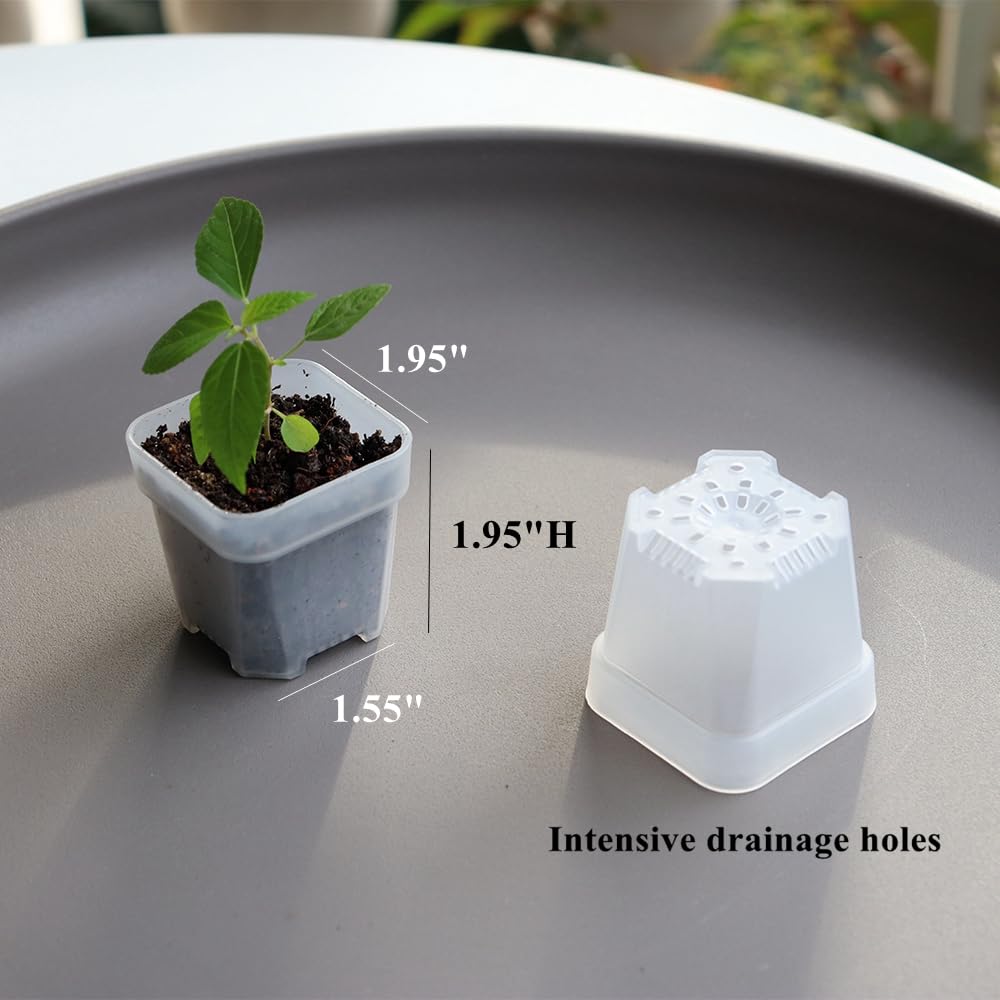 BangQiao mini square seedling pot ready for transplanting.