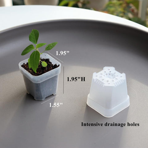 BangQiao mini square seedling pot ready for transplanting.