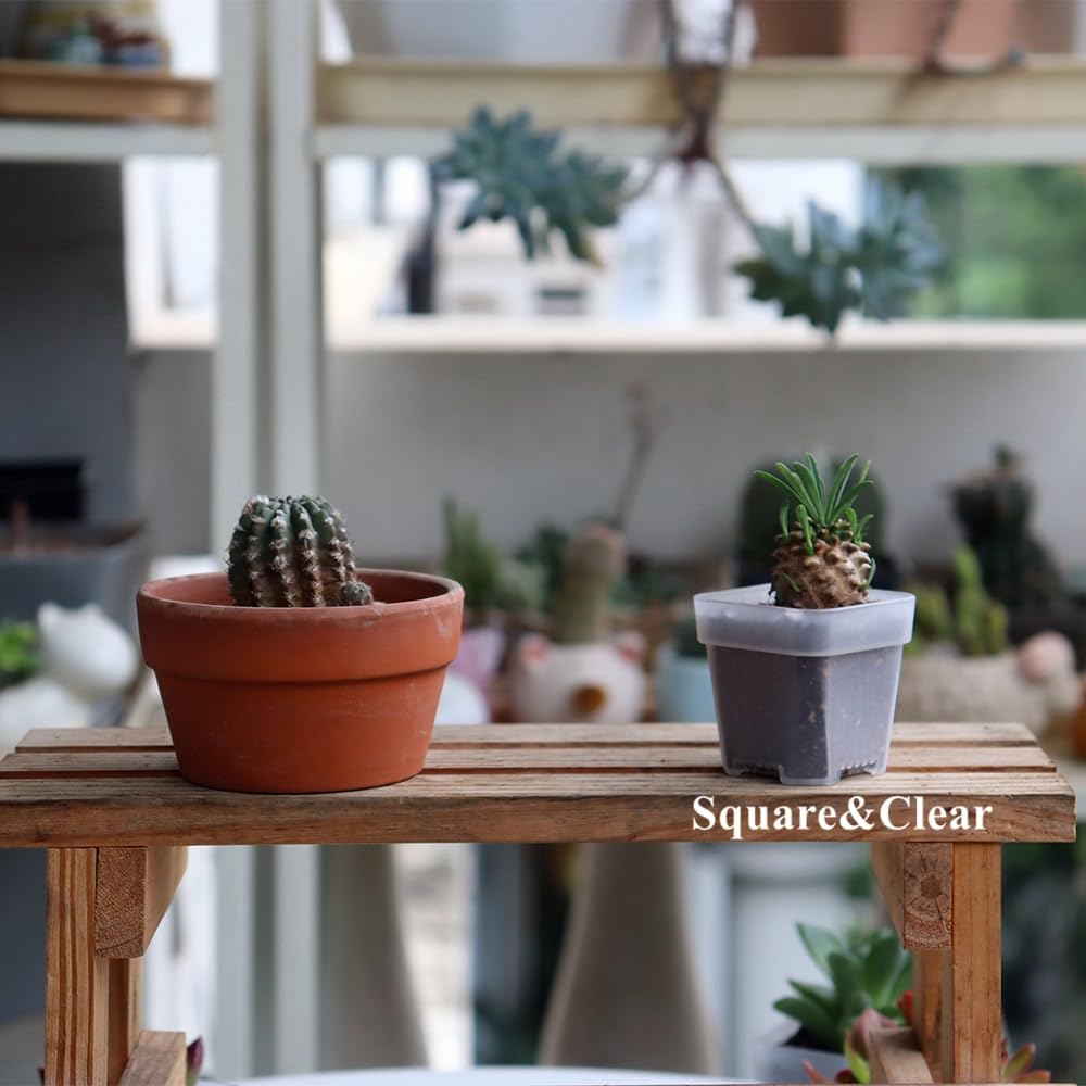 BangQiao transparent seedling starter ideal for herbs and succulents.