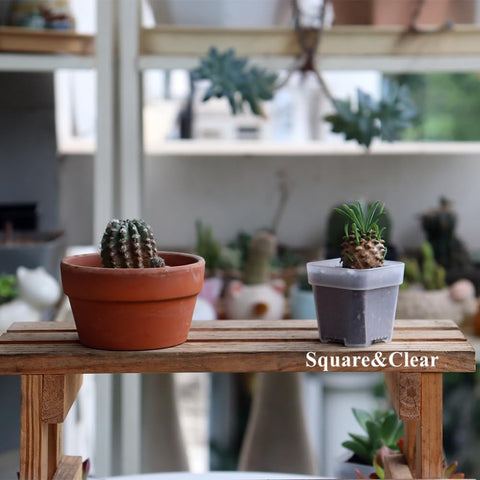 BangQiao transparent seedling starter ideal for herbs and succulents.