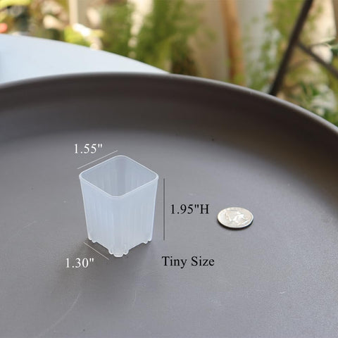 BangQiao 300-pack square pot, base view shows moisture and root development.
