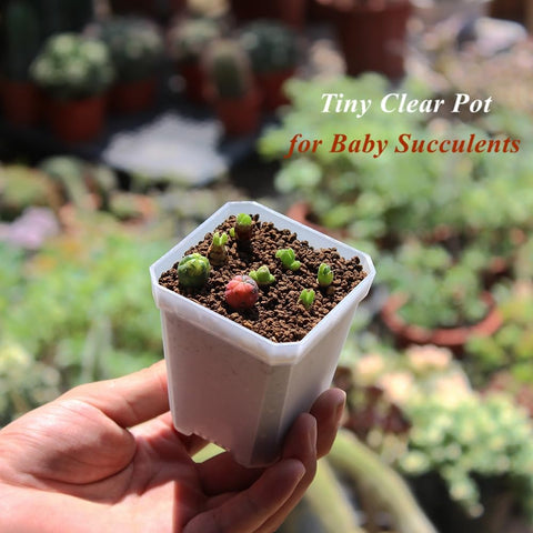 BangQiao 60-pack clear pots for indoor and outdoor seed starting.