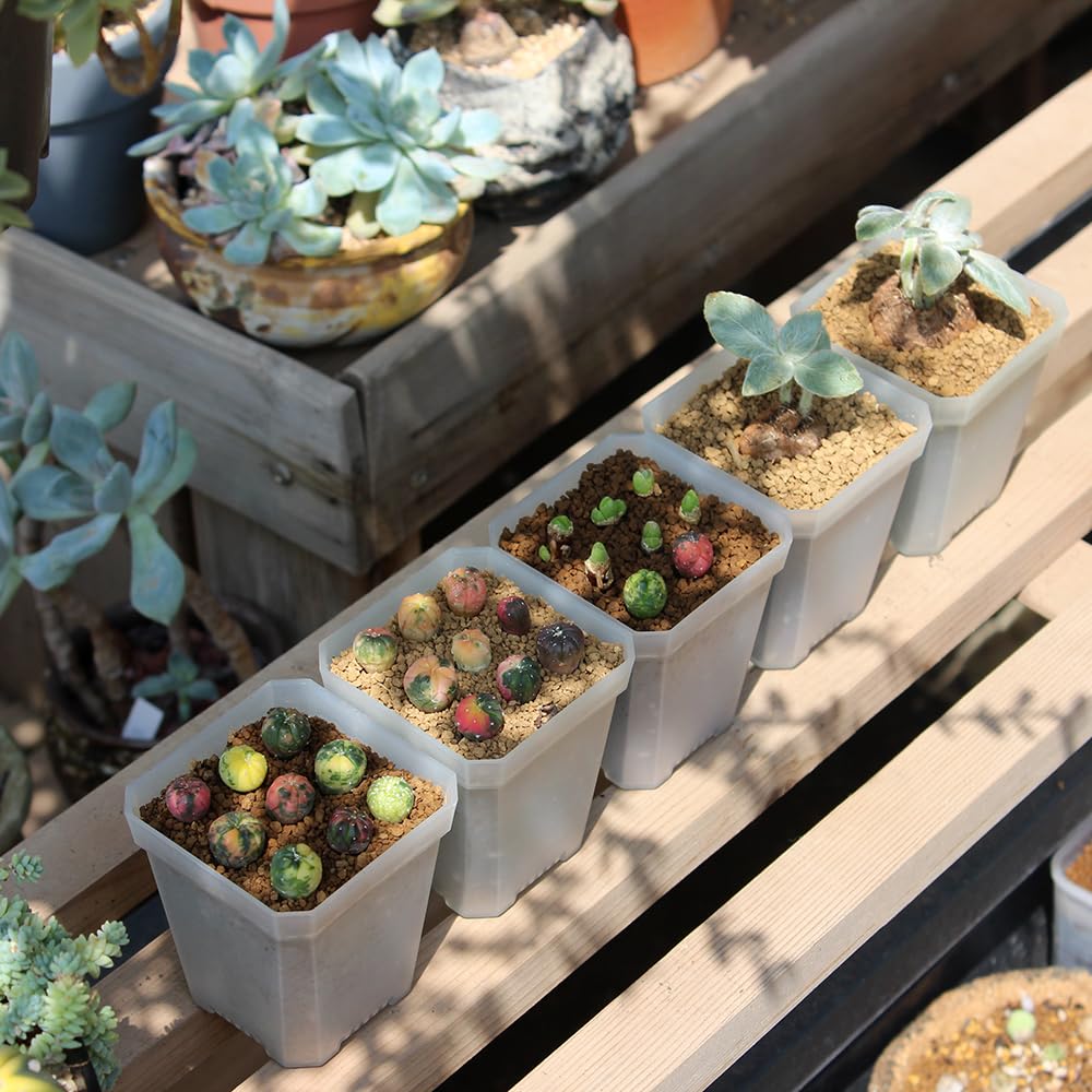 BangQiao clear plastic nursery pot highlights root development safely.