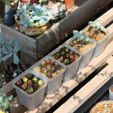 BangQiao clear plastic nursery pot highlights root development safely.