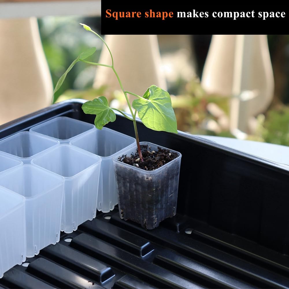 BangQiao clear seedling pot for germination and observation.