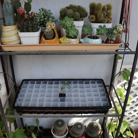 BangQiao compact nursery pot for tiny plants.
