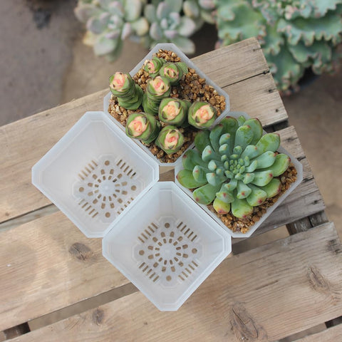BangQiao drainage-hole square pot provides efficient moisture and air flow.