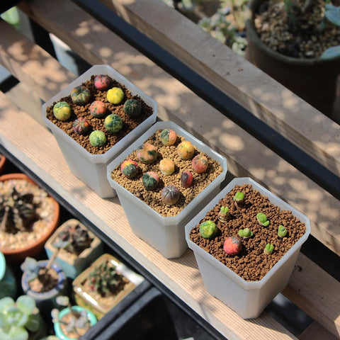BangQiao indoor-outdoor square pot is versatile for various plants.
