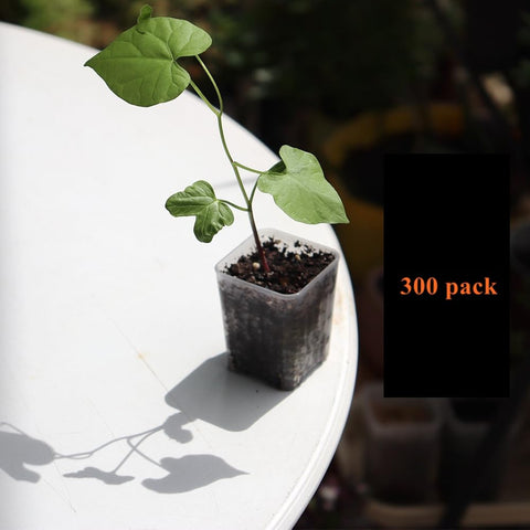 BangQiao seed-start pot 1-55in height for small spaces.