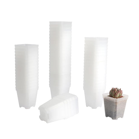 BangQiao seed-starting square pot with clear walls for monitoring germination.