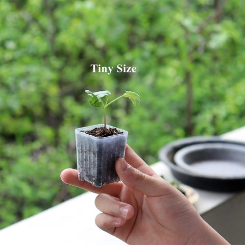 BangQiao square pot lip design for easy alignment.