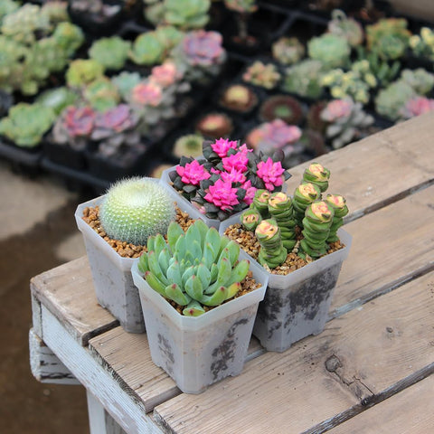 BangQiao stackable square pots save space for seed trays.