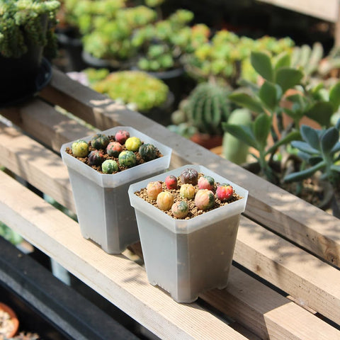 BangQiao succulent and herb seed starter pot fits small spaces.