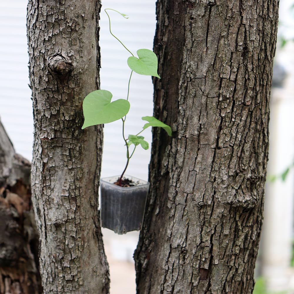 BangQiao transparent seedling pot for growth monitoring.