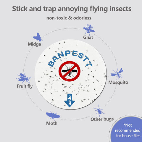 BANPESTT 4.3-inch sticky glue board close-up shows strong adhesive.