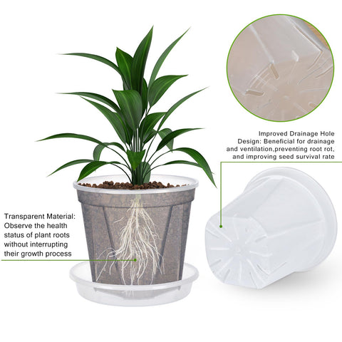Barafat orchid pot 7-inch clear with saucer ideal for larger seedlings.