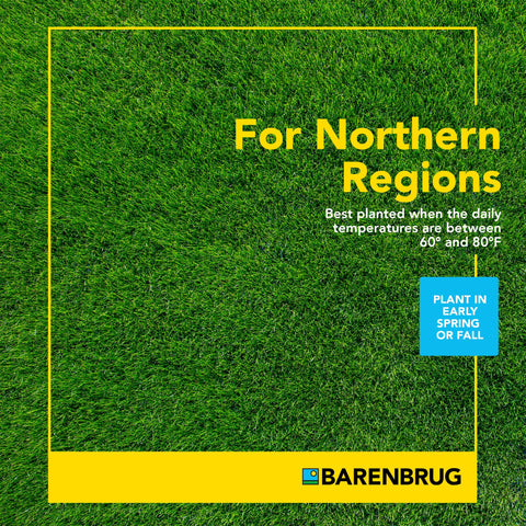 Barenbrug Pasture Seed durable-traffic demonstrates resilience in high-grazing areas.
